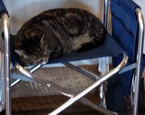 A big dark gray cat sleeping in a chair