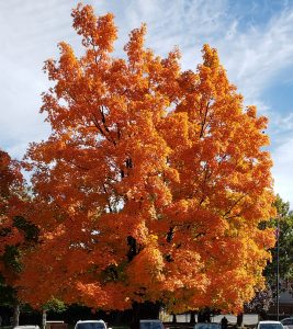 Brilliant Orange leaves on a tree in Front Royal