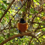 Bird on a limb with an orange body and black head and tail