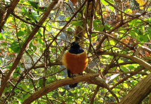 Bird on a limb with an orange body and black head and tail