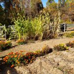A split-rail fence around a garden with rows of corn and marigolds