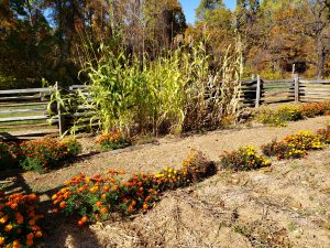 A split-rail fence around a garden with rows of corn and marigolds