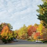 Colorful trees surrounding our parking lot