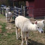 Two white alpacas in a pen