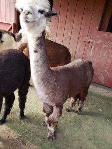 Multi-colored old alpaca