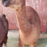 A light brown alpaca