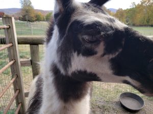 Close up of the face of black and white llama named Abby