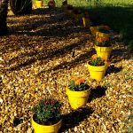 Yellow flowerpots with mums and marigolds
